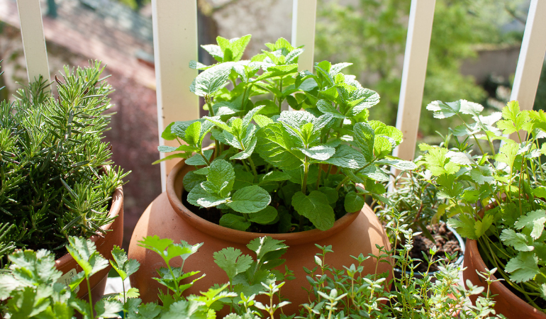 świeże zioła w doniczkach na balkonie