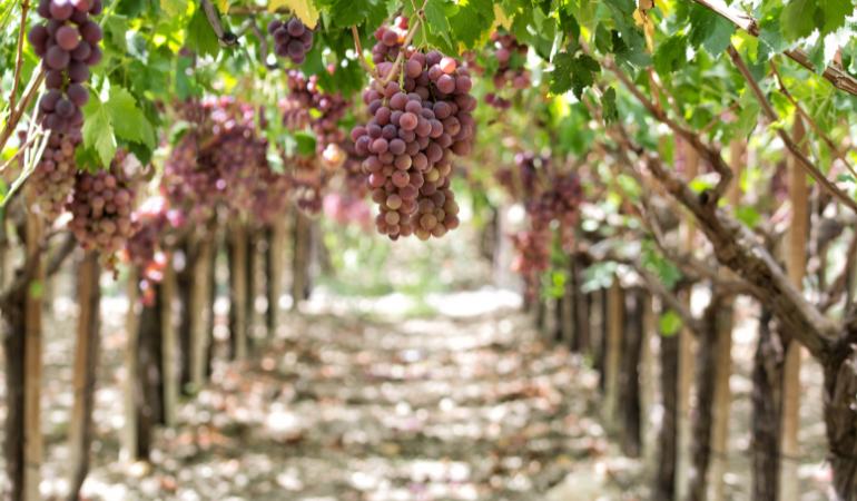 Winogrono odmiana Reliance