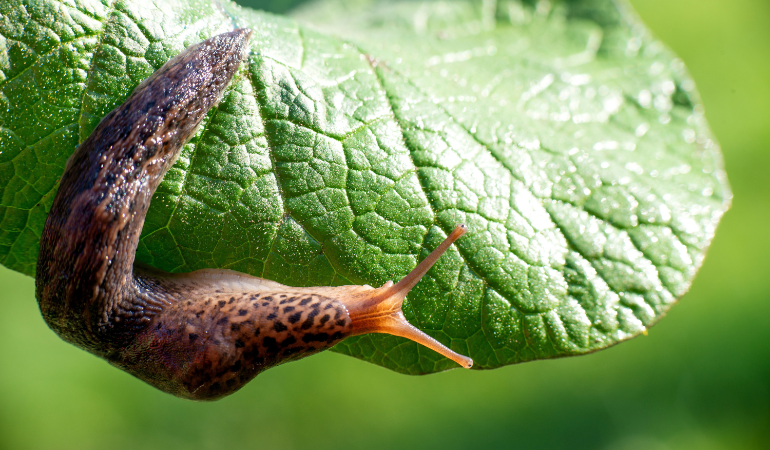 ślimak bezmuszlowy w ogrodzie 