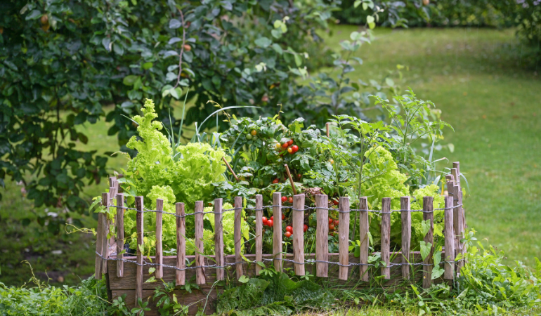 rośliny kt&oacute;rych nie lubią pomidory 