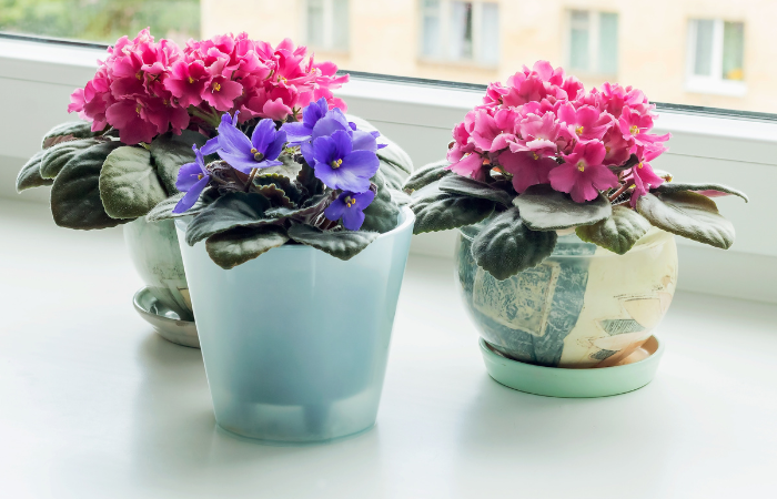  Na jasnym parapecie pokoju stoją donice z kwitnącymi fiołkami alepjskimi w r&oacute;żnych kolorach 