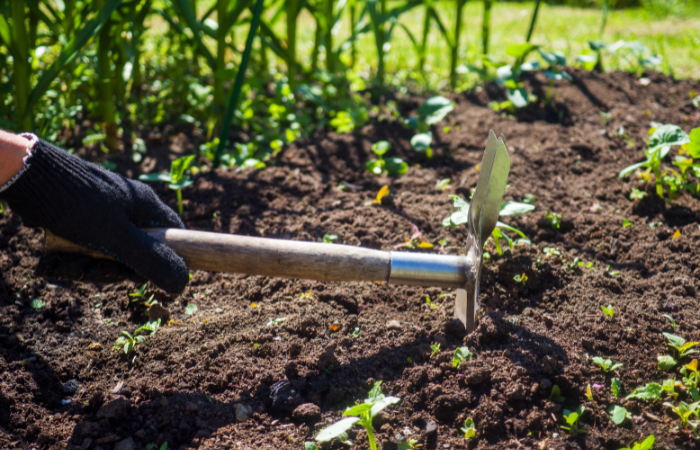 Dłoń trzymająca motykę obok kiełk&oacute;w og&oacute;rka.
