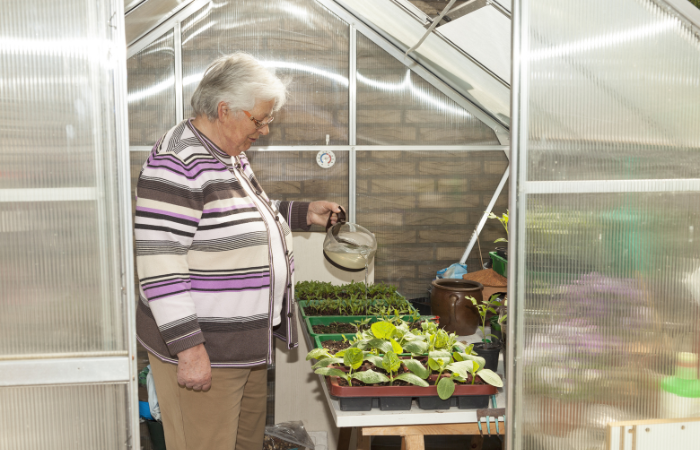 Starsza kobieta we własnej szklarni podlewająca sadzonki pomidor&oacute;w.