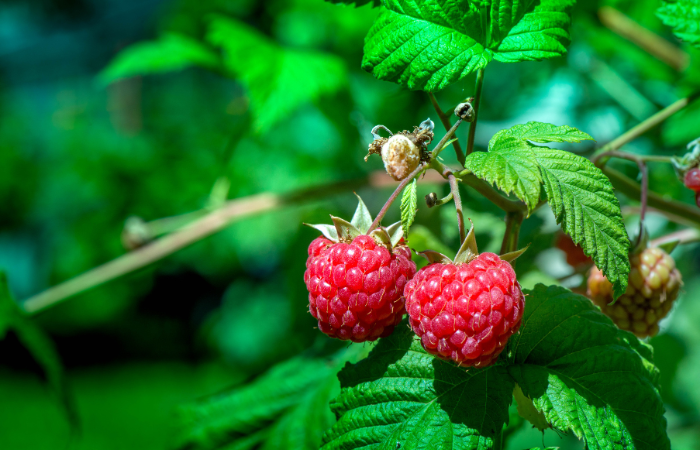 dojrzałe maliny na krzaczku 