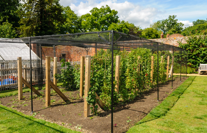 uprawa malin w przydomowym ogrodzie 