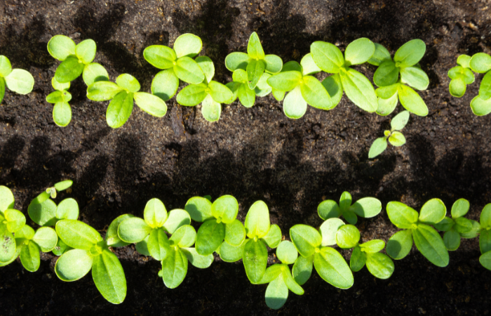 Gęsto posadzona cynia 