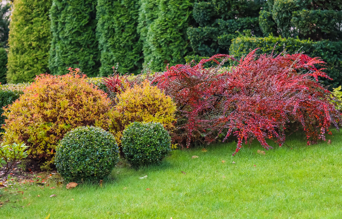kolorowe krzewy na jesień i zimę obsadzone w przydomowym ogrodzie