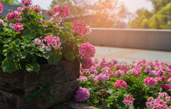 kolorowe kwiaty w ogrodzie zasadzone w drewnianej skrzyni 