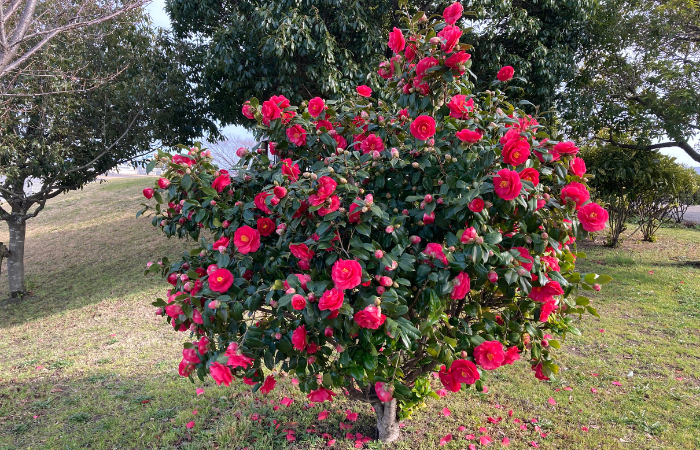 Camellia japonica lub kamelia japońska lub zielone drzewo tsubaki z różowymi kwitnącymi kwiatami