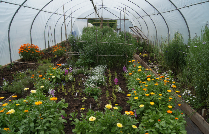 uprawa r&oacute;znych odmian kwiat&oacute;w w tunelu foliowym 