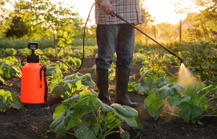Rolnik opryskuje opryskiwacz pestycydami gospodarstwo ogrodowe ogr&oacute;d warzywny opryskuje rzędy p&oacute;l roślin ochrony roślin.