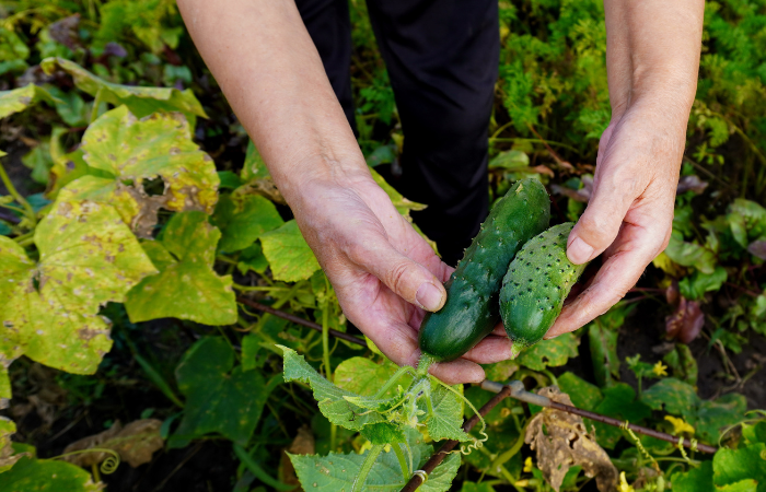 ręce emerytowanego ogrodnika trzymają zielone og&oacute;rki na tle krzaka z liśćmi w tuneli foliowym