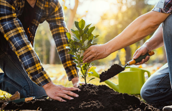 Ręce młodych mężczyzn sadzą sadzonki roślin do ziemi  