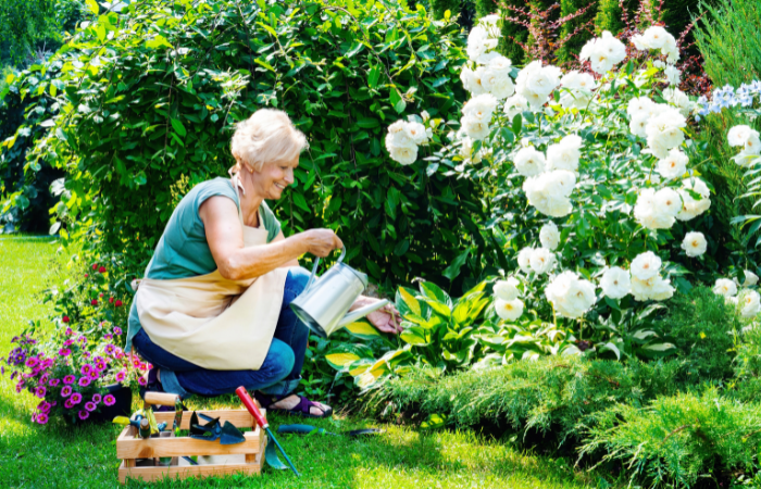 Starsza pani w fartuchu podlewa r&oacute;że w kwietniku za pomocą metalowej konewki.