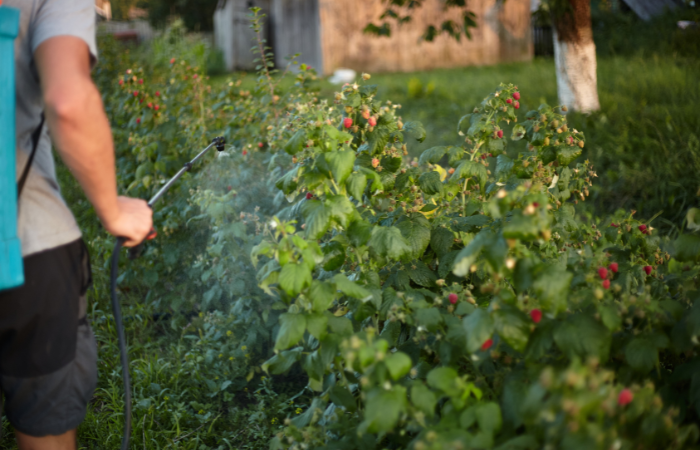 mezczyzna z opryskiwaczem pielegnujacy maliny