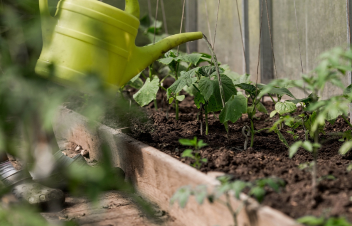 Sadzenie i podlewanie sadzonek og&oacute;rk&oacute;w w ziemi.