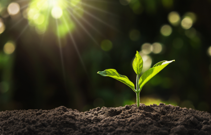 młodych roślin rosnących w ogrodzie ze światłem słonecznym