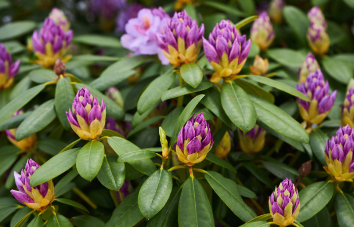 Różanecznik Catawbiense Grandiflorum fioletowe kwiaty i pąki z bliska. Nazywa się Mountain Rosebay, fioletowy bluszcz, fioletowy laur, fioletowy rododendron, czerwony laur, Rosebay, Rosebay laurel