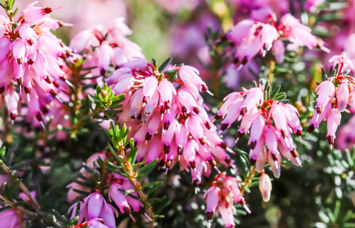 Kwiaty różowe Erica carnea (wrzosowisko zimowe) w ogrodzie jesienią