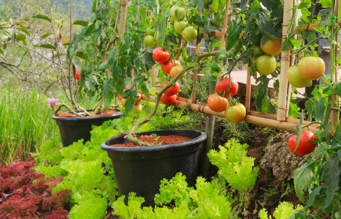 Świeże pomidory i sałata w tunelu foliowym 