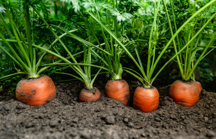 zbyt gęsto posiana marchew