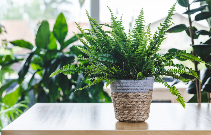 paproć kr&oacute;lweska w beżowo białej doniczce ze sznurka parcianego ustawiona na blacie stołu 