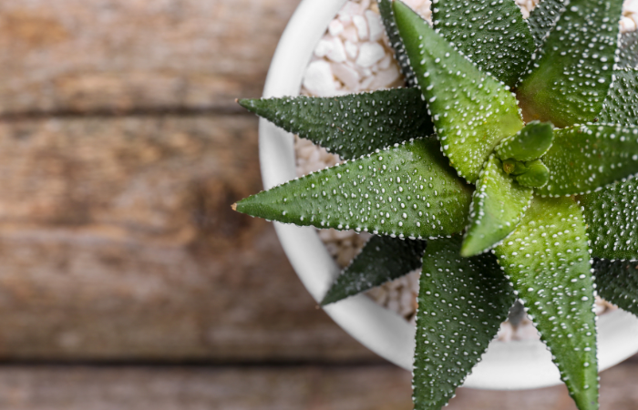 Beautiful succulent plant in pot on wooden table