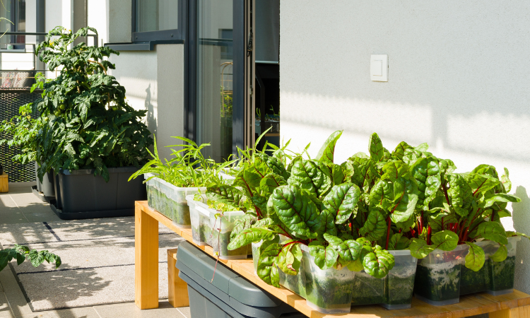 hartowanie roślin na tarasie 