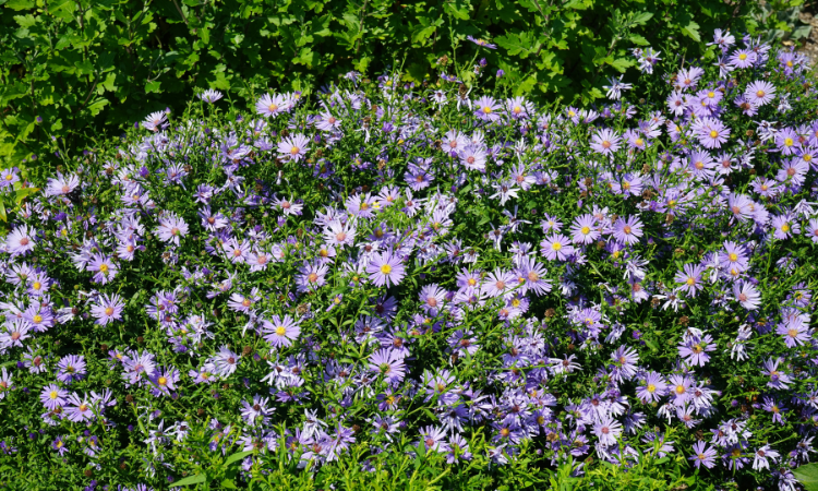 Rośliny rabatowe - Aster krzaczasty