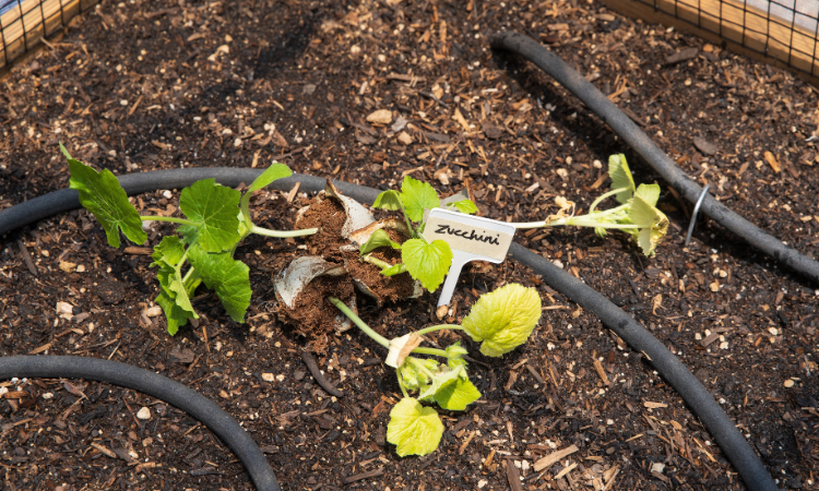 rozsady cukinii gotowe do wsadzenia do ziemi 