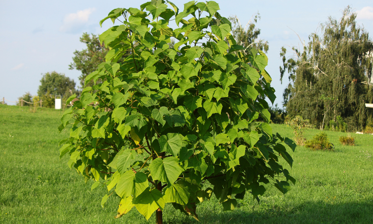 duże drzewo tlenowe w ogrodzie