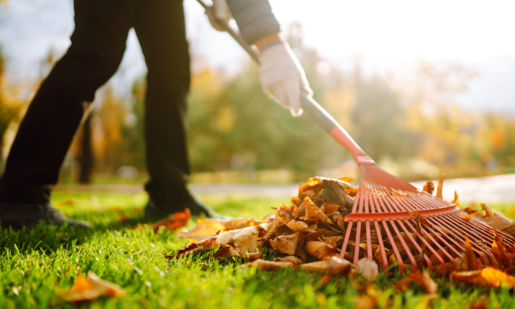 mezczyzna w roboczych rękawicach grabi liscie z trawnika