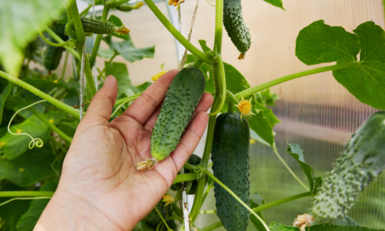 dłoń ogrodnika trzymająca og&oacute;rka na krzaku 