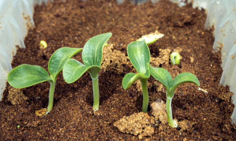 kiełkujące na trocinach w pojemnikach nasiona og&oacute;rka 