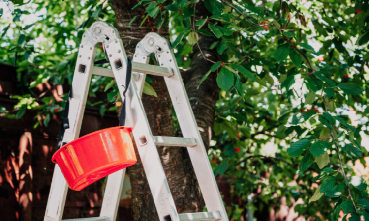 drabiona ogrodowa z czerwonym wiaderkiem do zbierania owoc&oacute;w z drzewa