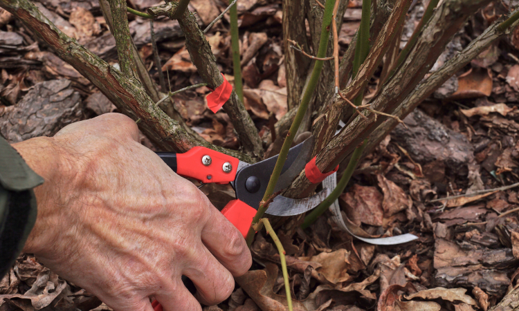 męskie dłonie przycinające czerwonym sekatorem krzaczek bor&oacute;wki amerykańskiej