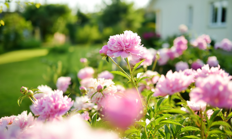 Piękne r&oacute;żowe piwonie kwitnące w ogrodzie