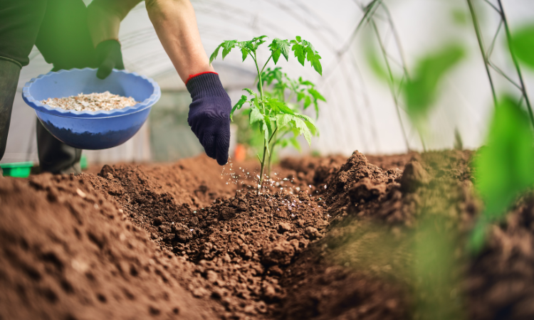 meżczyzna sadzi i nawozi rosliny w tunelu foliowym 
