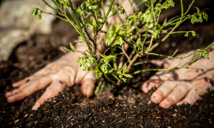 meskie dlonie sadzace borowke amerykanska do ziemi 