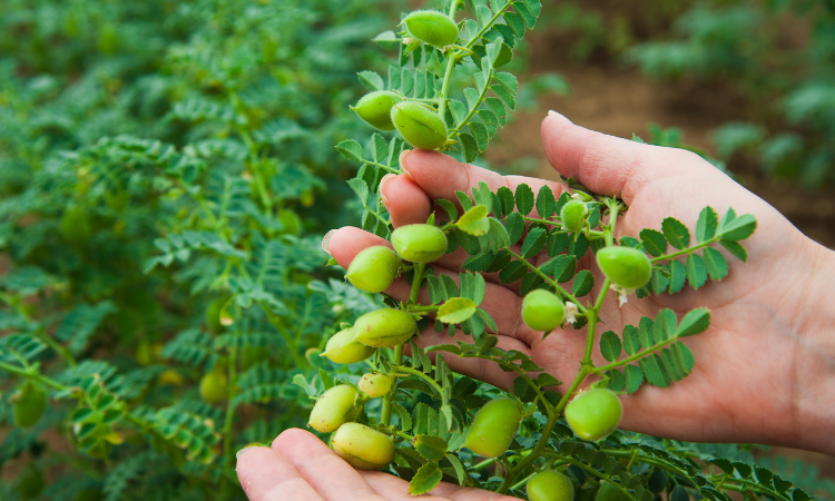 Kobieta pokazuje ciecierzycę w bliskiej odległości. Ciecierzyca rośnie na polu