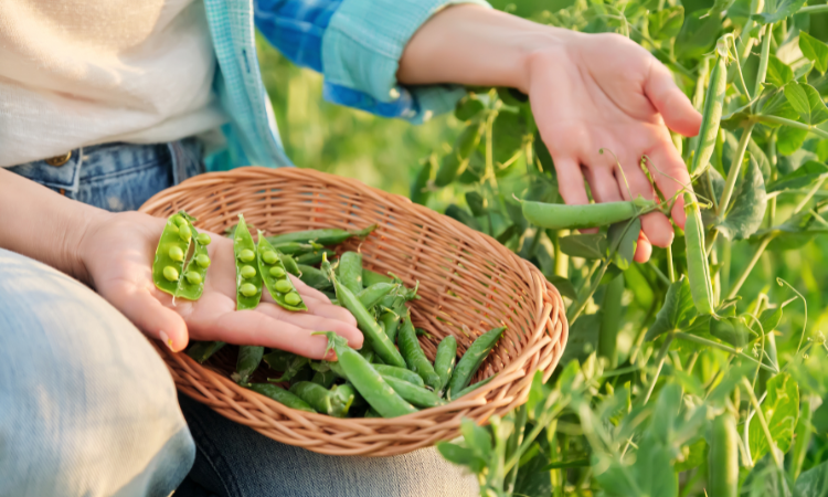 uprawa roślin strączkowych, groszek zielony