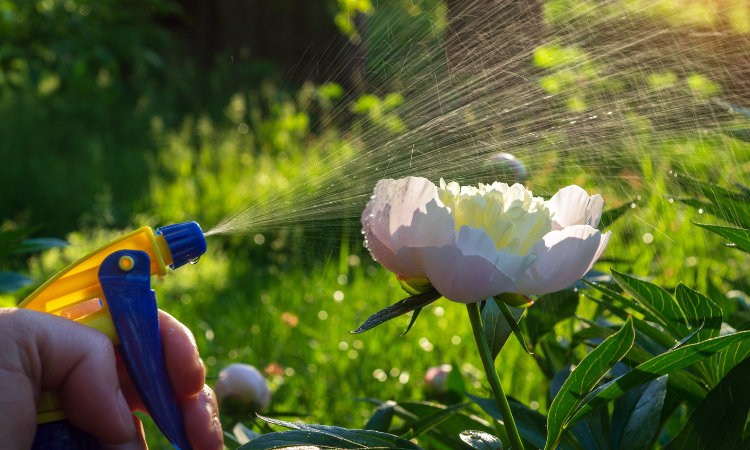 Opryski w celu zapobiegania kwiatom piwonii w ogrodzie. Pielęgnacja kwietnik&oacute;w.