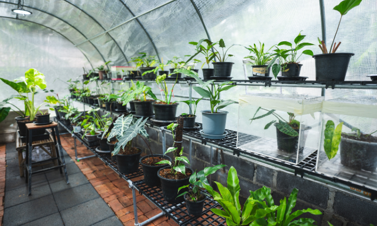 szklarnia z roślinami ozdobnymi