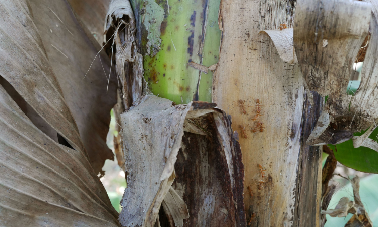 zainfekowane liście banaowca 