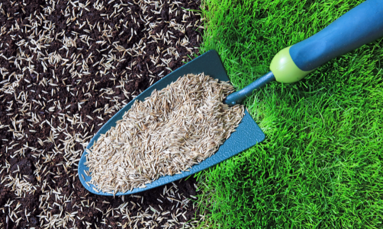 nasiona trawy na łopatce gotowe to zasiania 