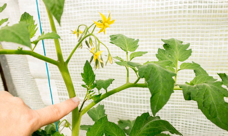 ogrodnik pokazuje na krzaczkach pomidora dzikie rozrosty tzw wilki 