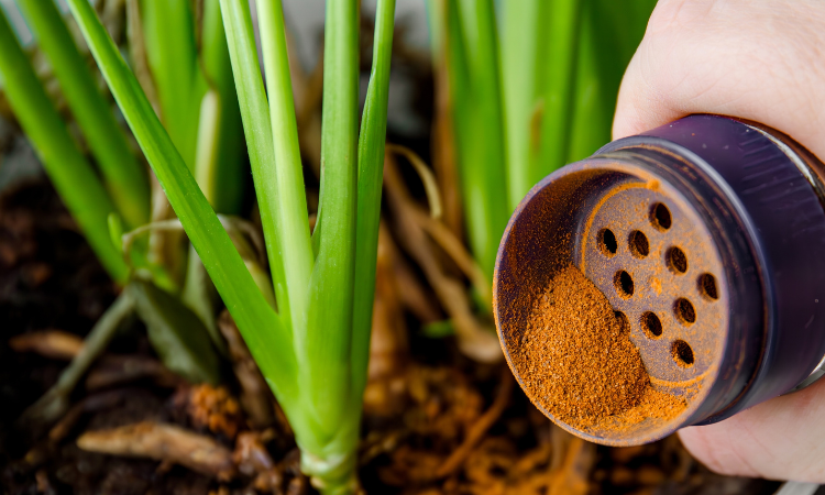 cynamon do walki z mr&oacute;wkami w ogrodzie 