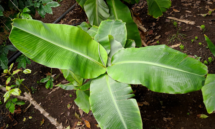 bananowiec Musa balbisiana