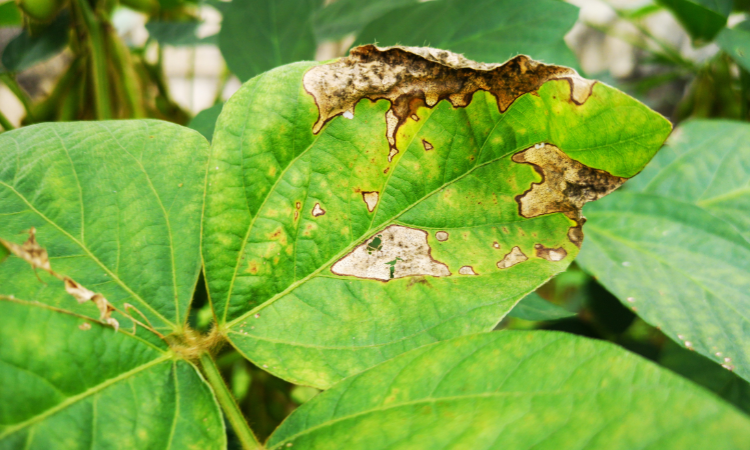 abiotyczny stres u roślin 