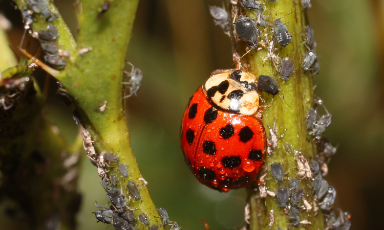 biedronka zjadająca mszyce